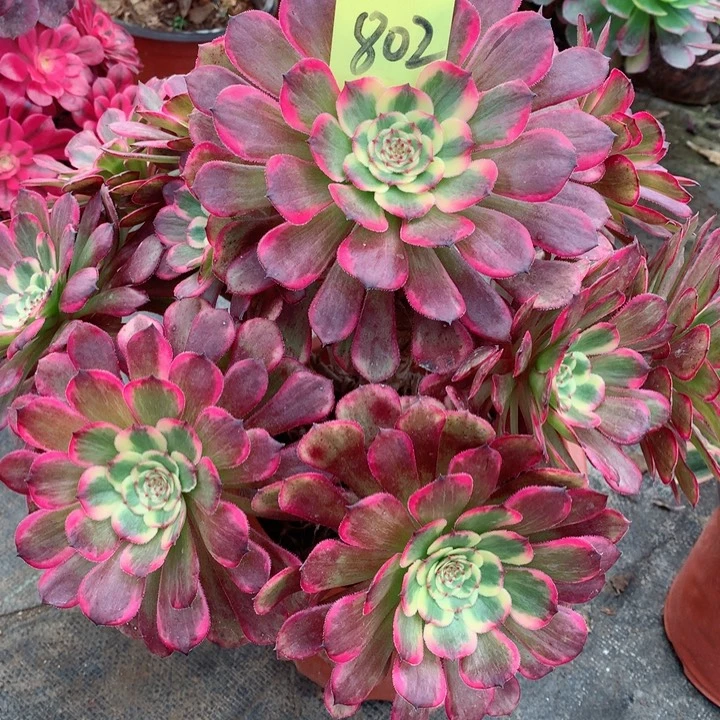 802黑金刚多肉111111