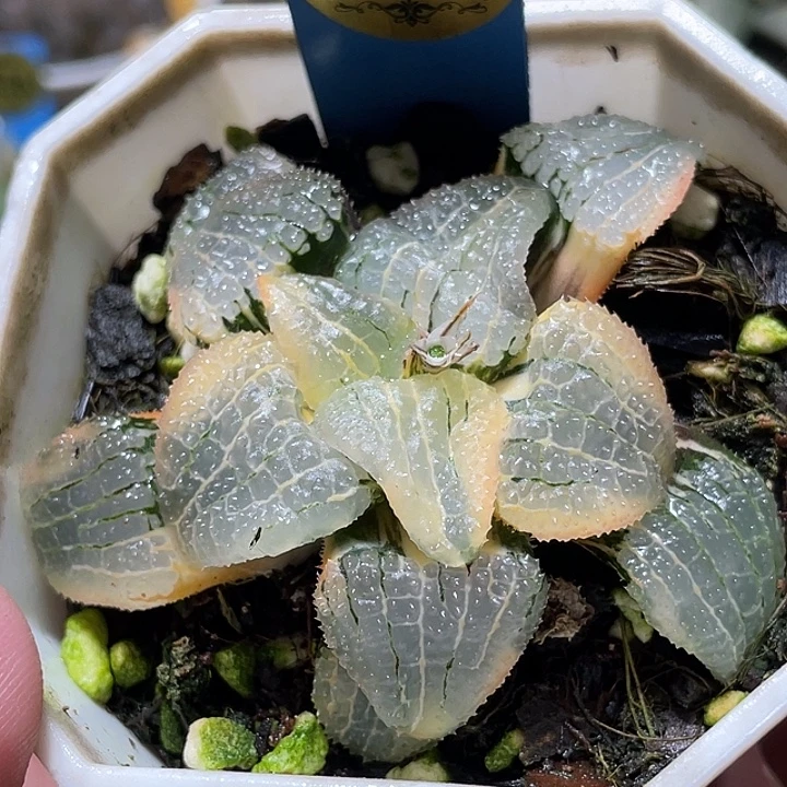 623完美天空之镜锦