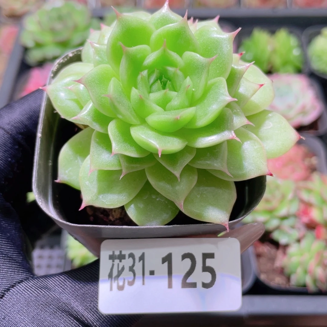 花利美31-125麦秆