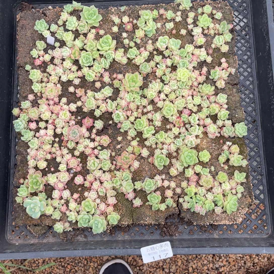 云糖心多肉植物117