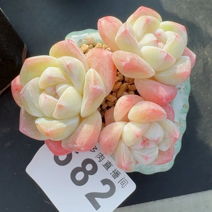 冰玉模特         精控精养多肉植物