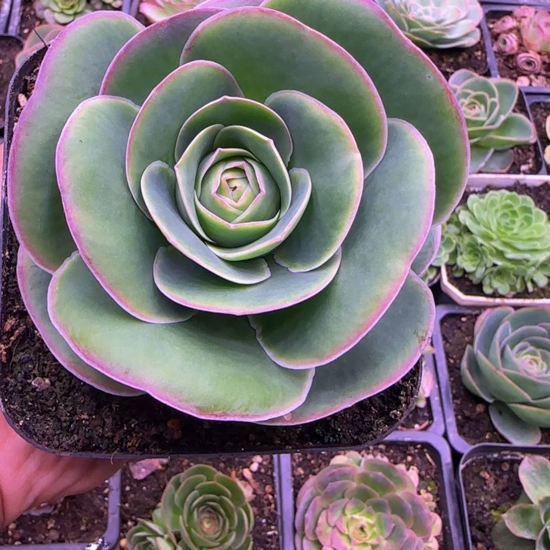 爱心大园叶单头8厘米112124242442