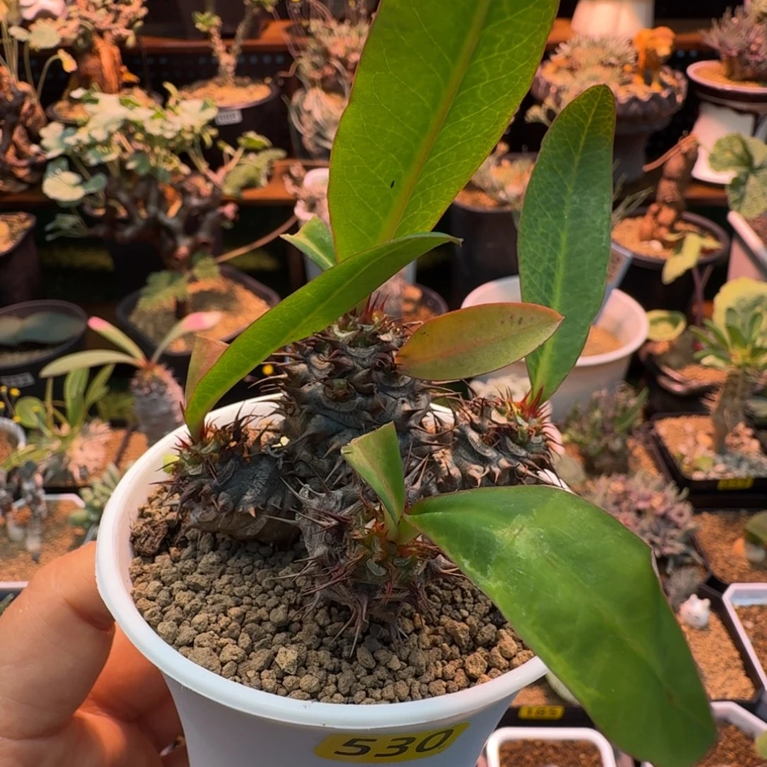 美花念珠530 仙人掌