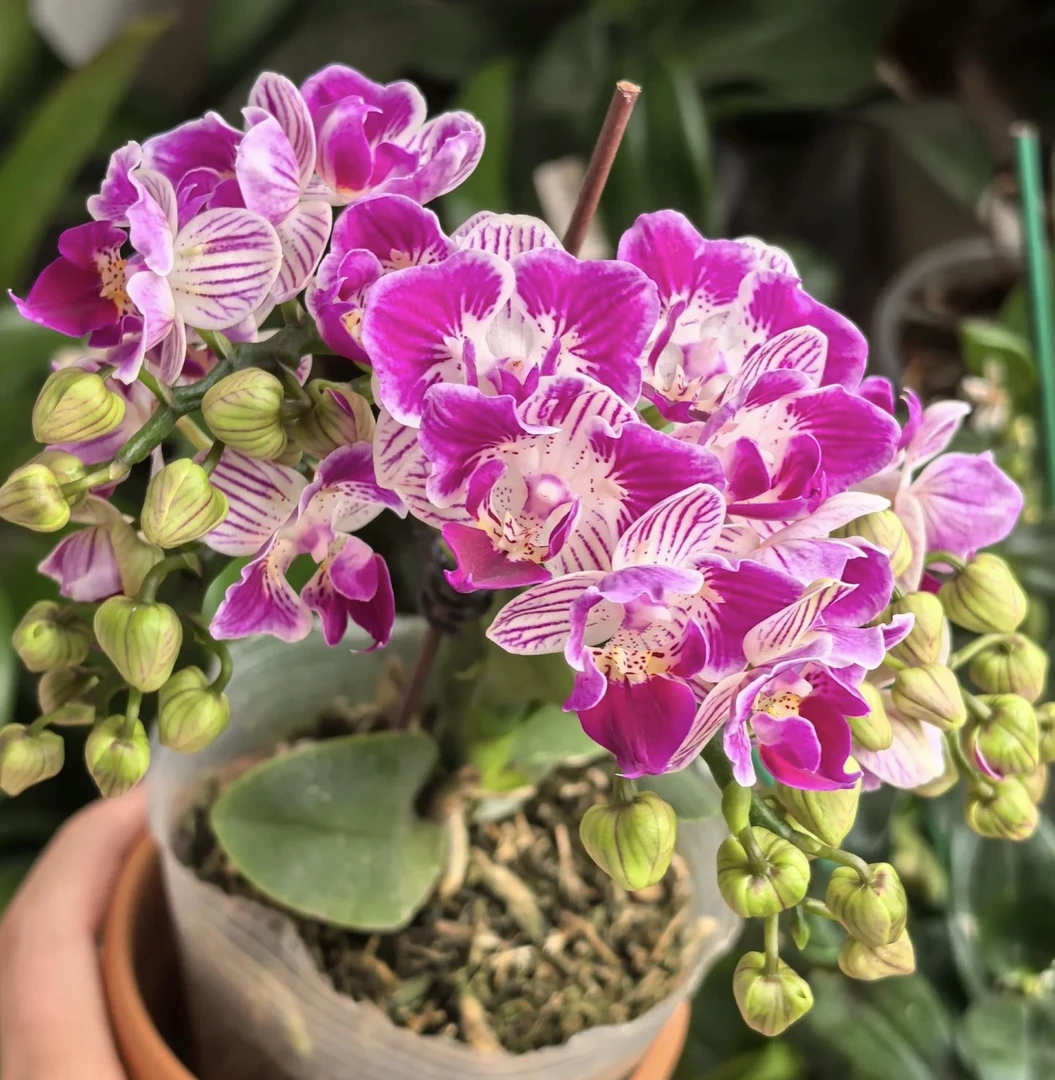 带花剑【三生三世】2.8寸爆花机器，两眼类似变异品种