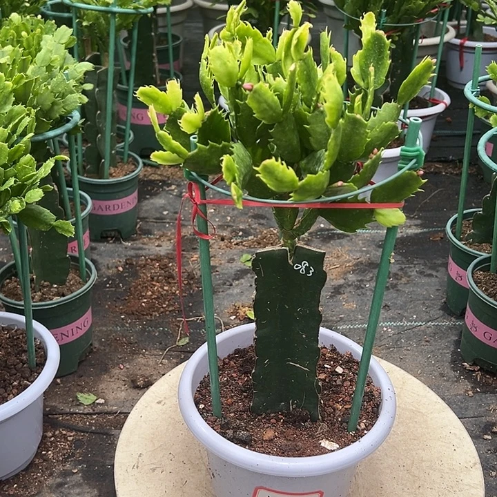 明***人083蟹爪兰原土带花架