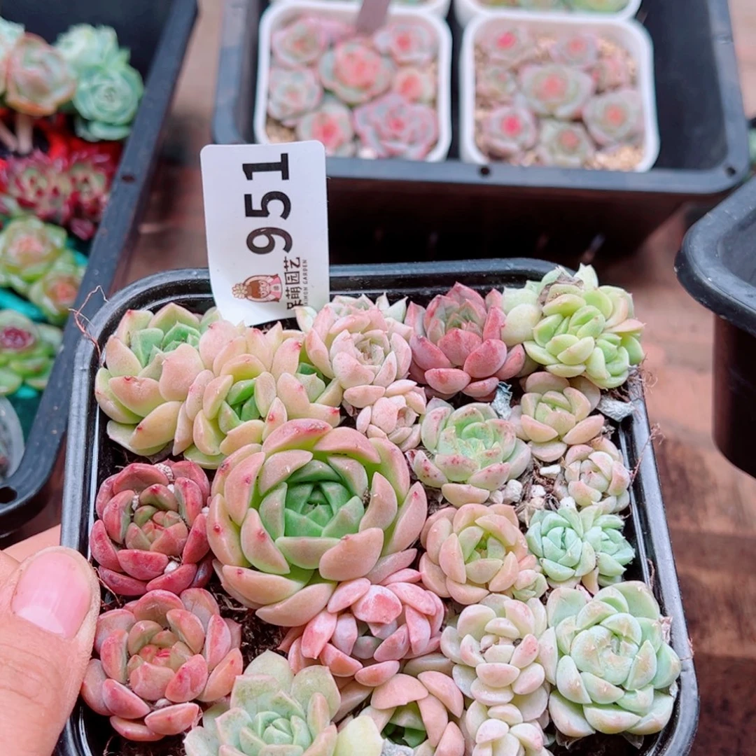 多肉植物多肉植物