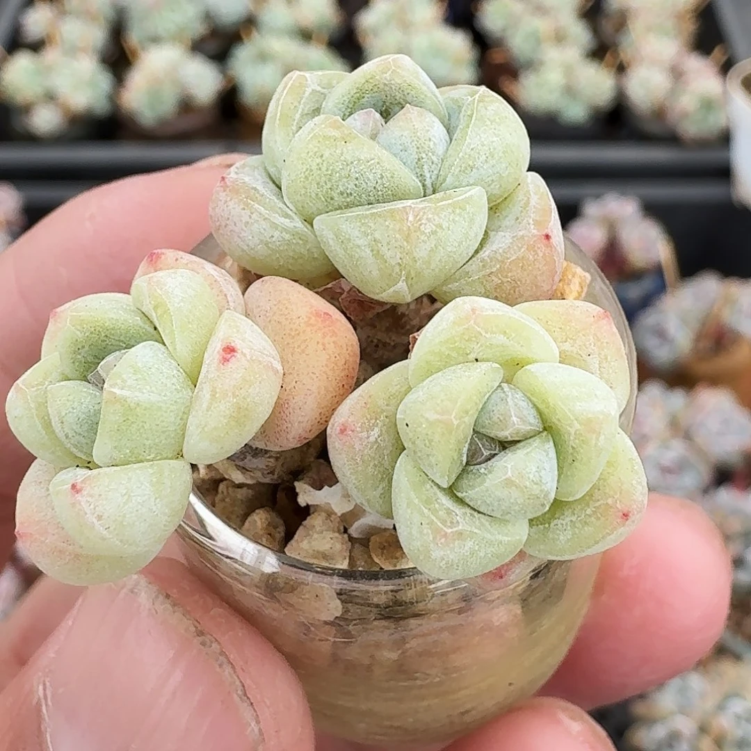 卡卡米冰玉带盆一起