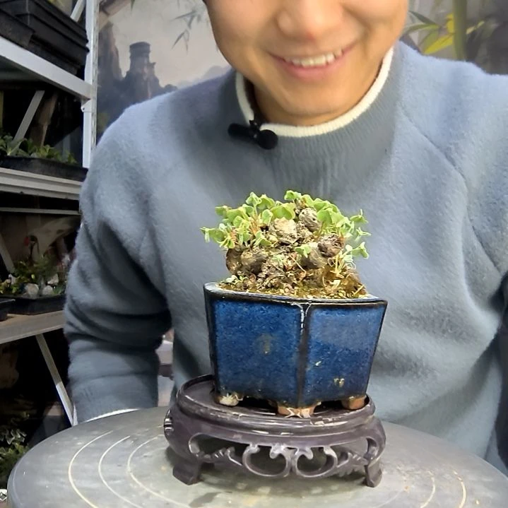 心***斋中青园艺一物一拍花5