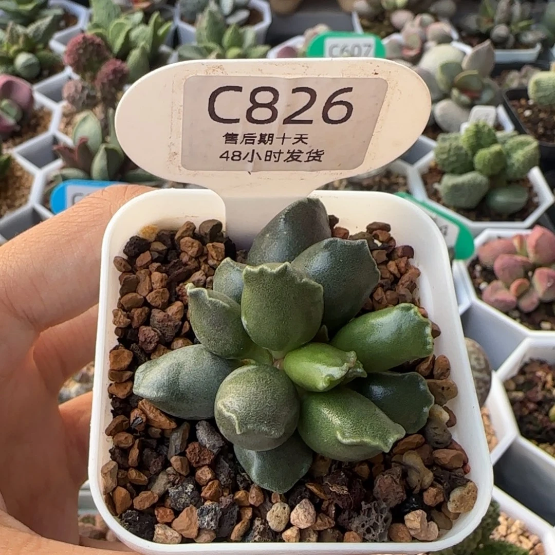 紫海豹。     826。