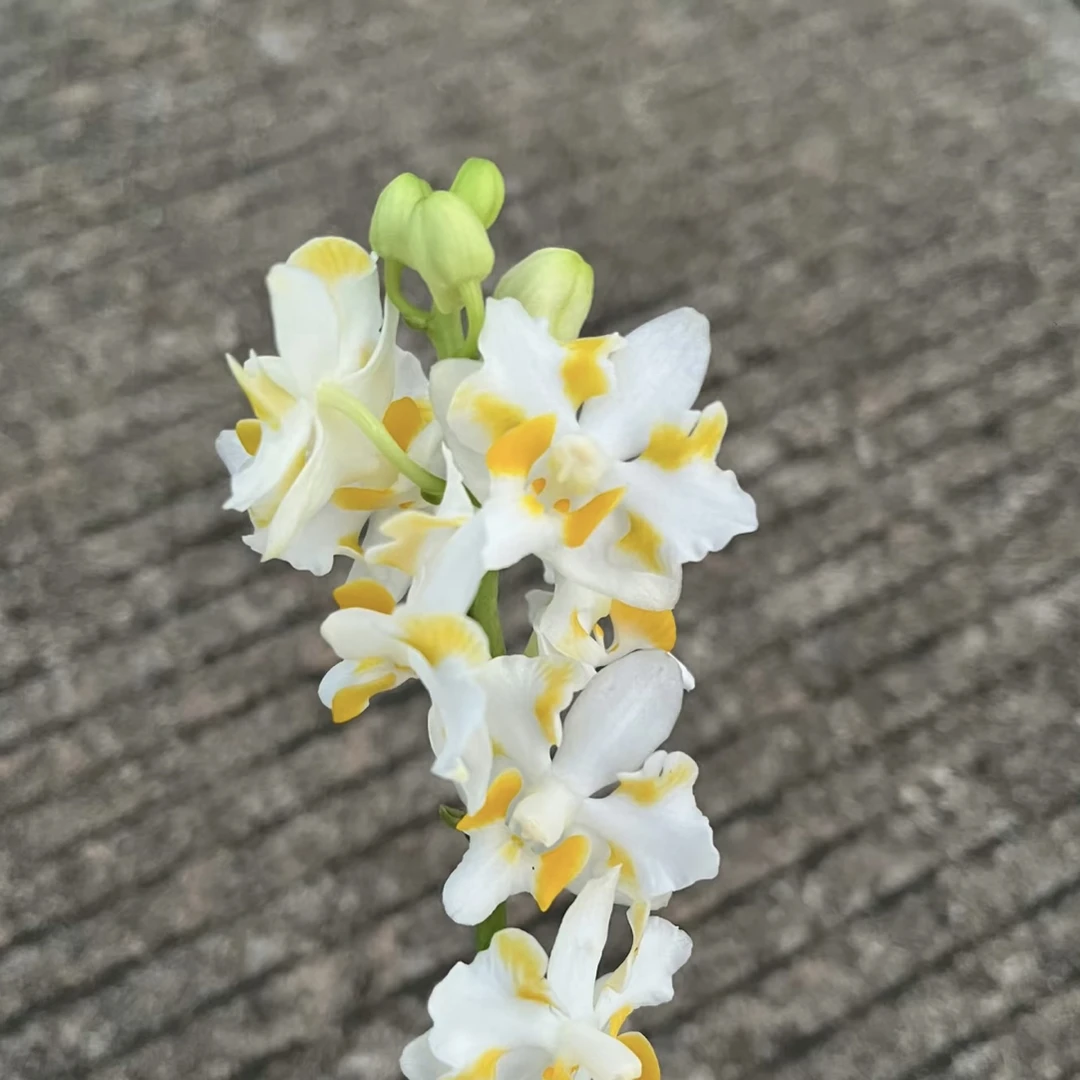4.5寸金镶白猫（抽梗苗）