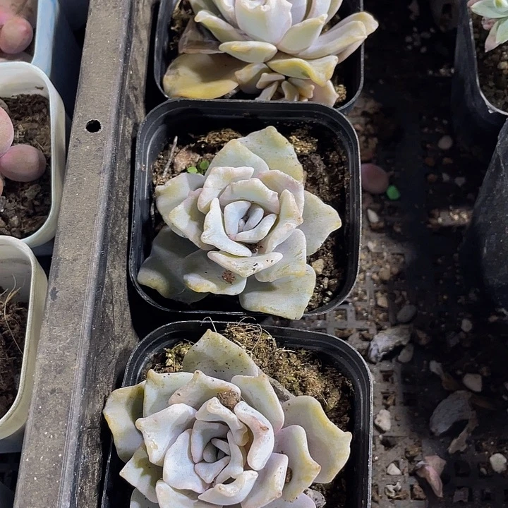 白饺子带盆土发货