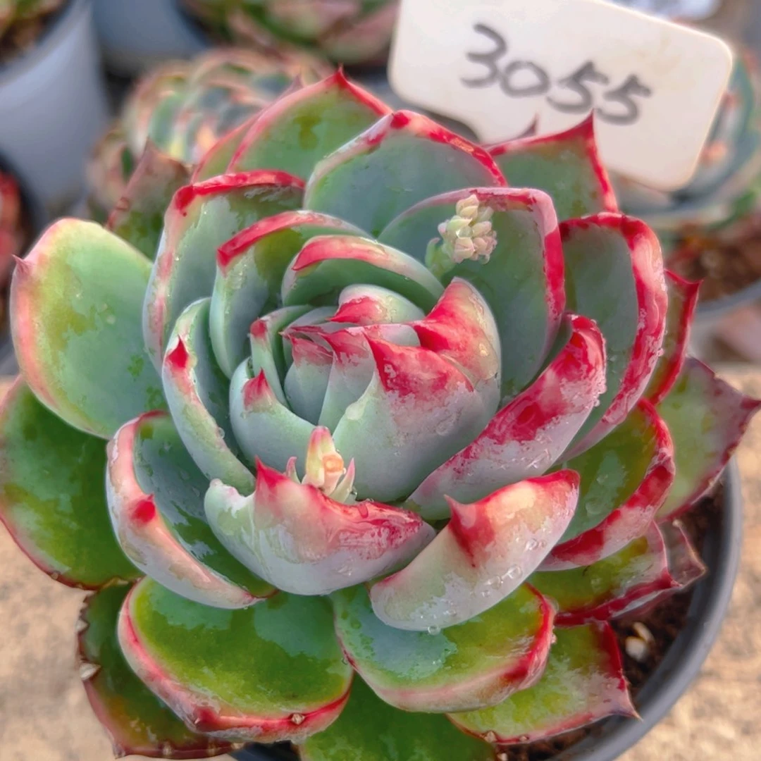 执*阴阳脸惊鸿仙子3055号