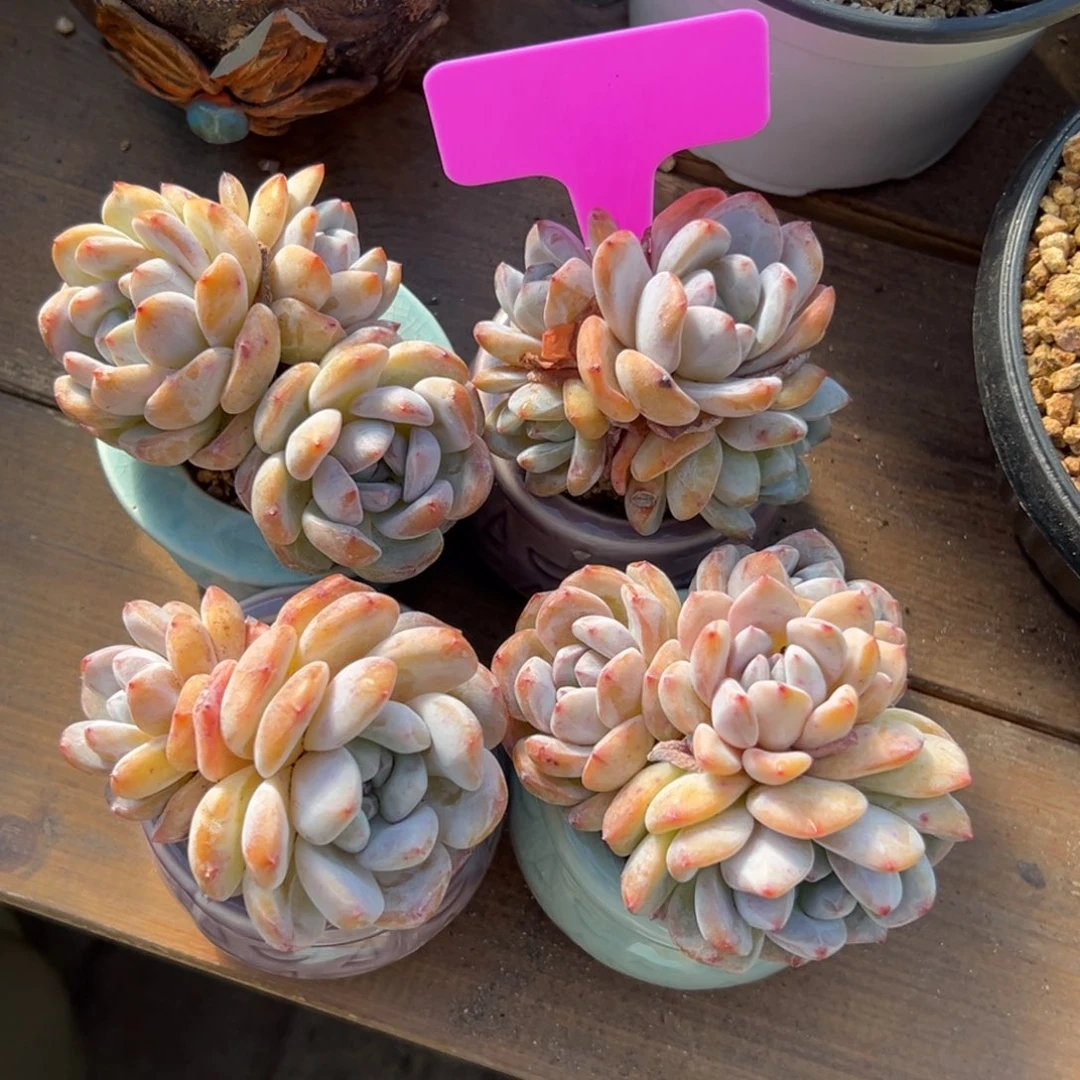 特价4颗带盆橙子111111