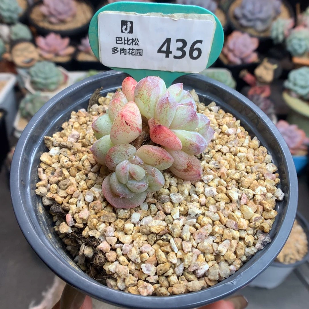 436三头冰玉石化多肉