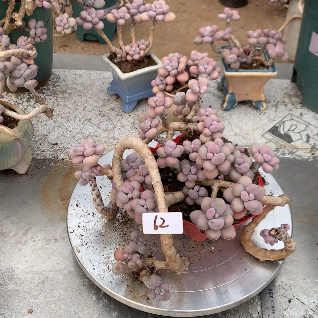 一****瑕疵福利62号不带盆送叶片