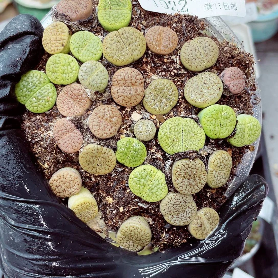 生石花满18包邮1022-227