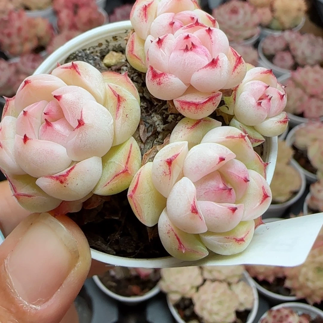 V**i花语逸镜0119-57