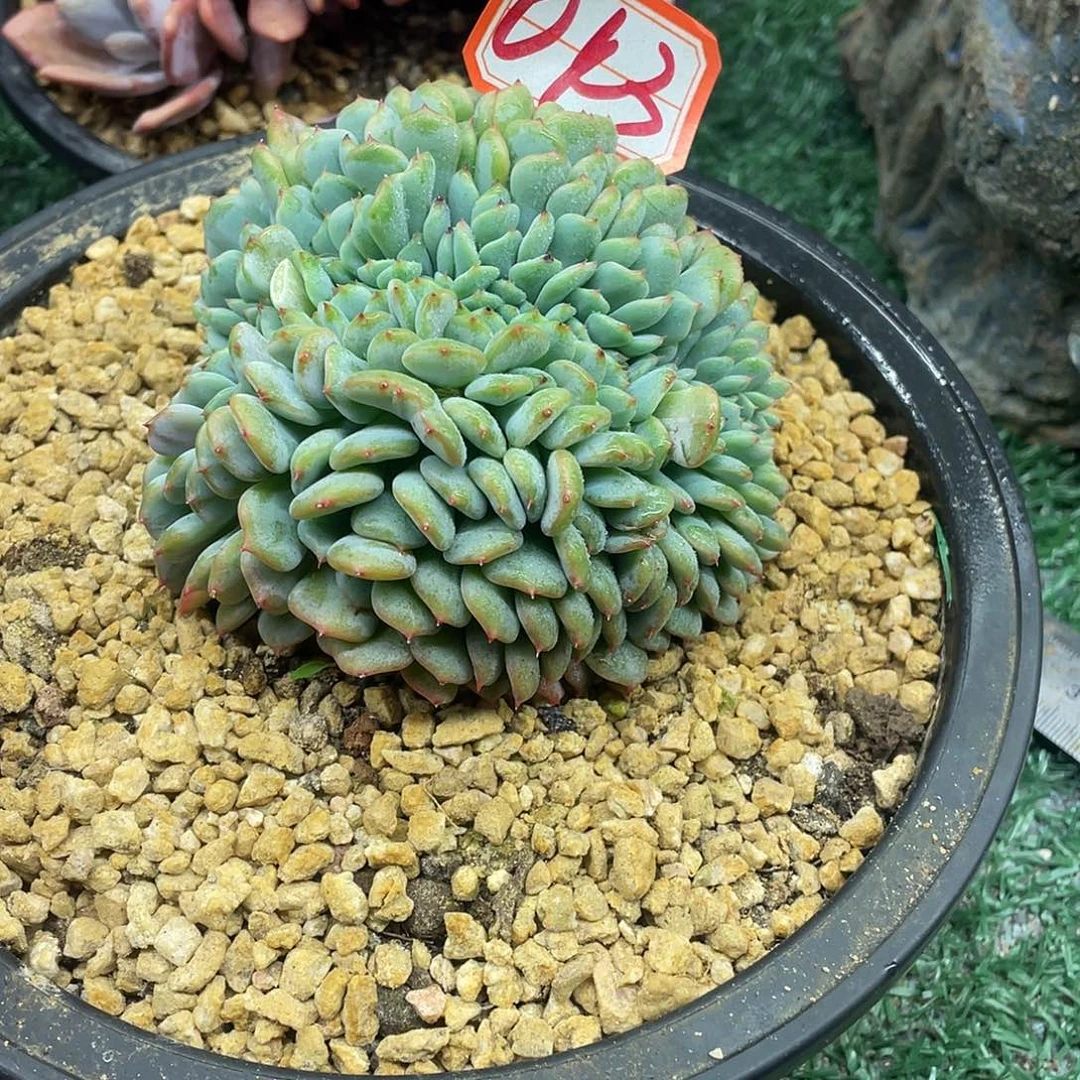 042一物一一拍一拍
