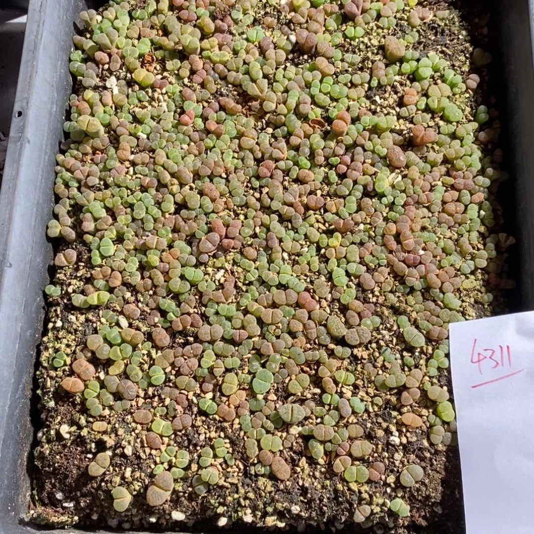 4311。  混和风铃一筐。