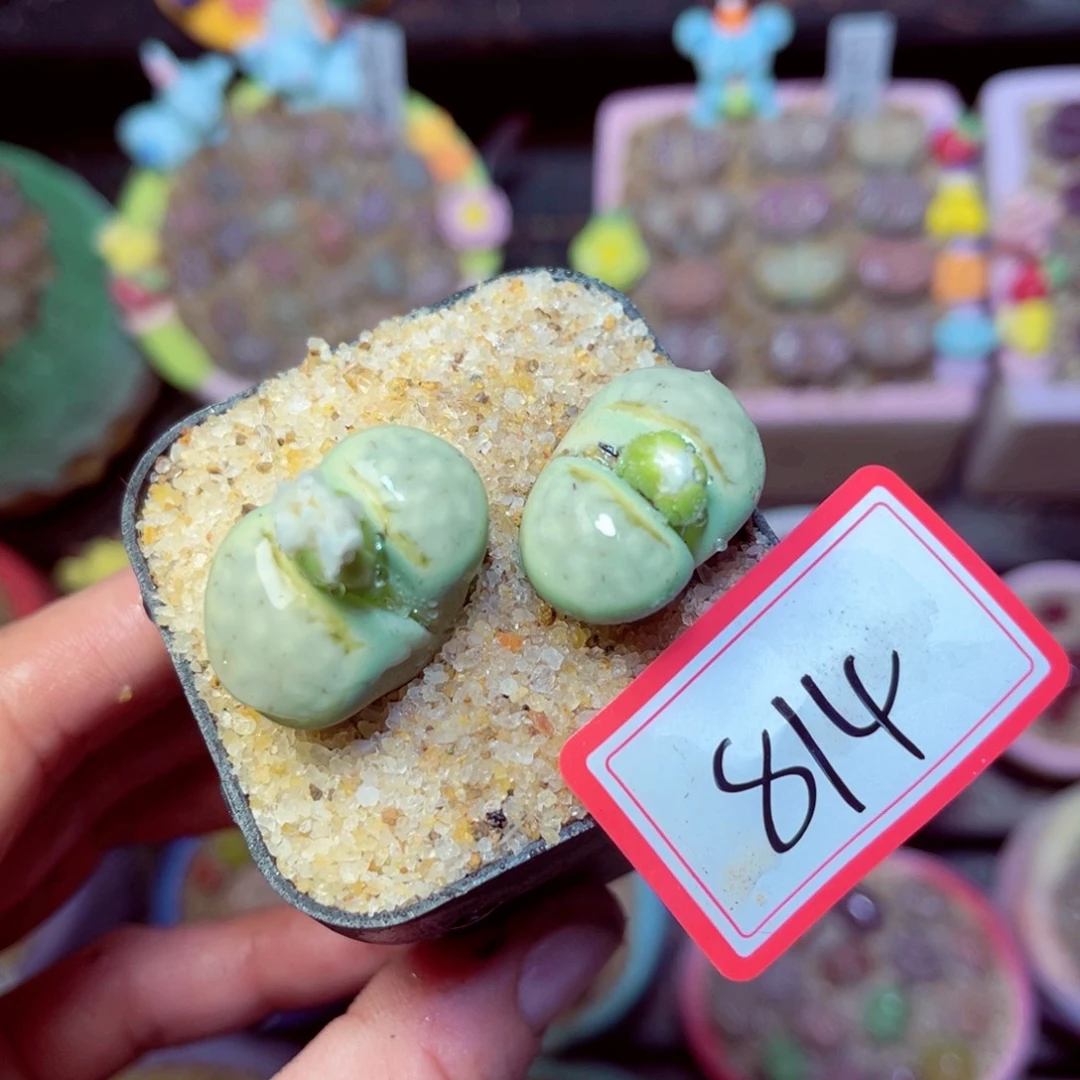 814生石花带盆发1