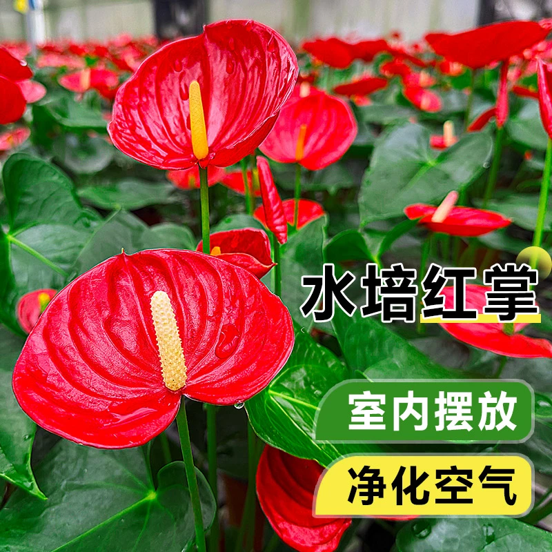 水培红掌盆栽带花易活四季开花卉绿植物室内办公室好养