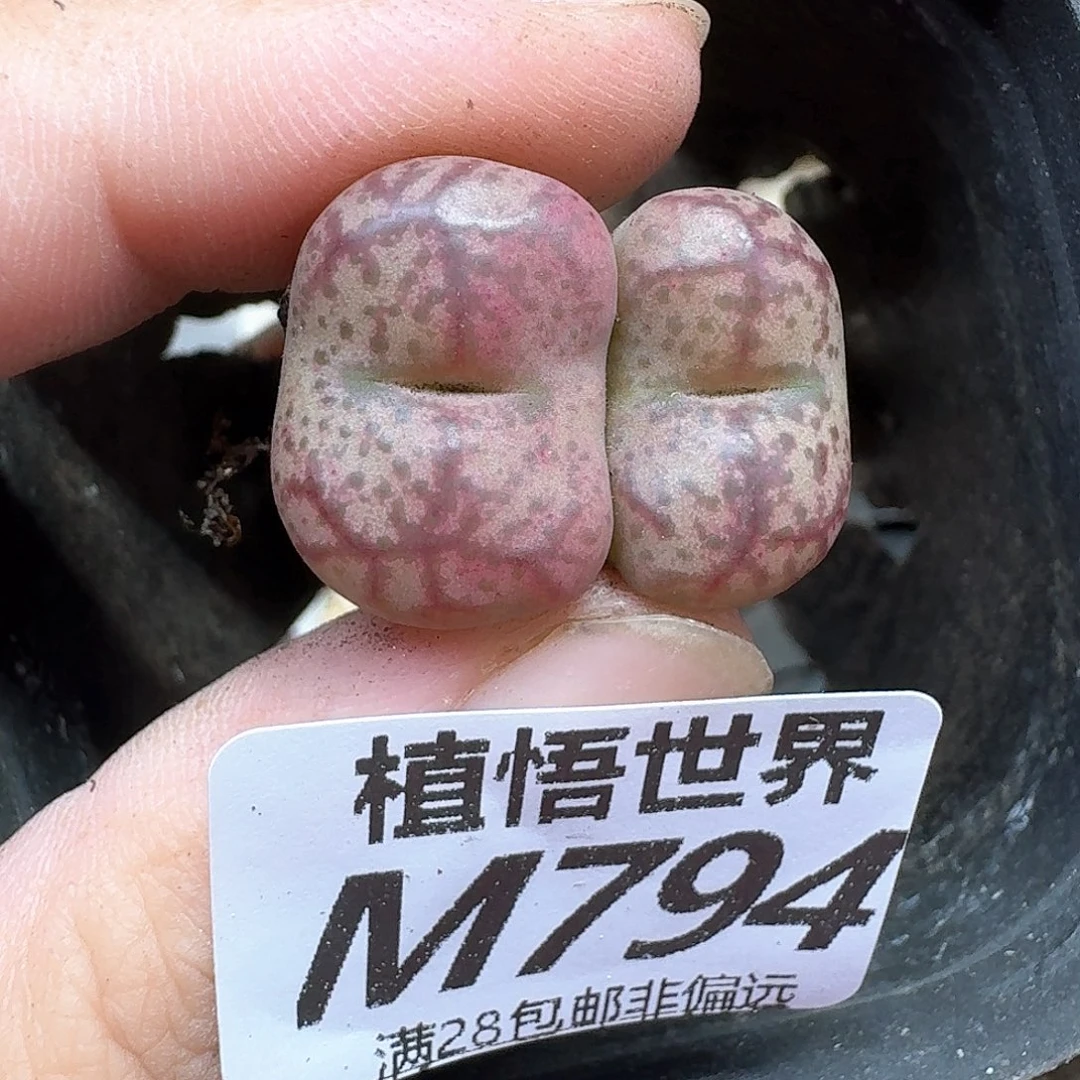 多肉植物的人啊df