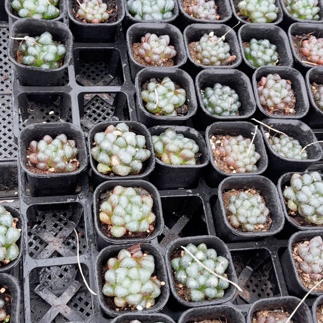 紫姬冰灯玉露多肉植物一颗