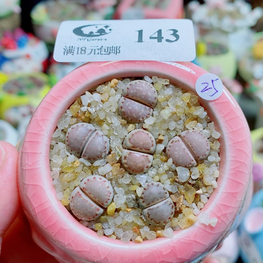 生石花花花花开了143