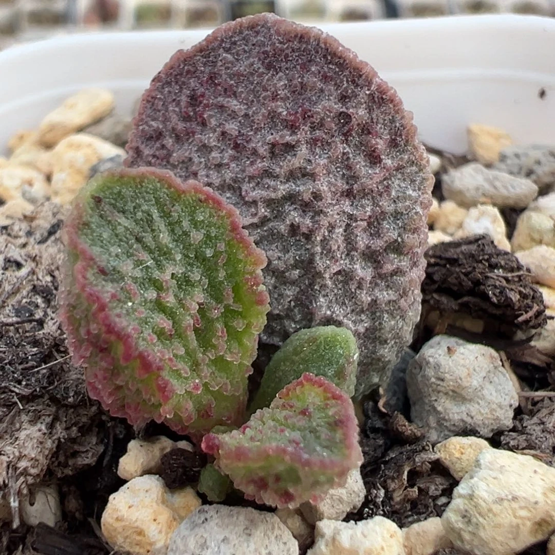 血滴子实生新品大苗多肉植物