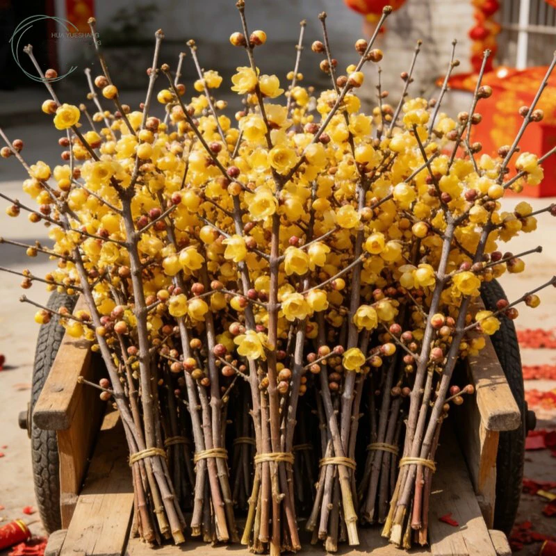 【带花苞】腊梅鲜切花卉客厅水养干枝蜡梅年宵花懒人水培植物鲜花