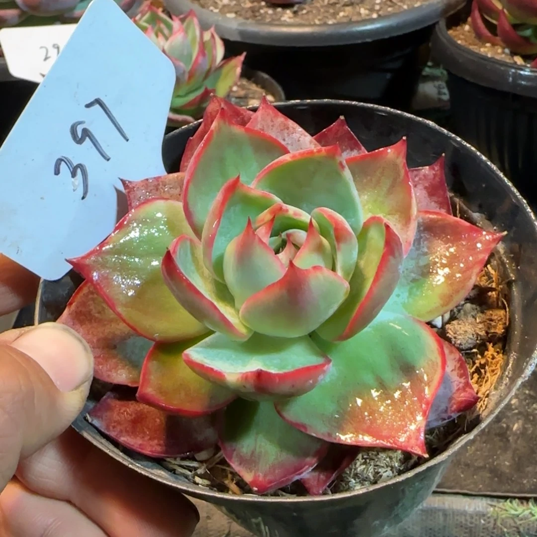 惊鸿一物一拍包装收缩花旱397