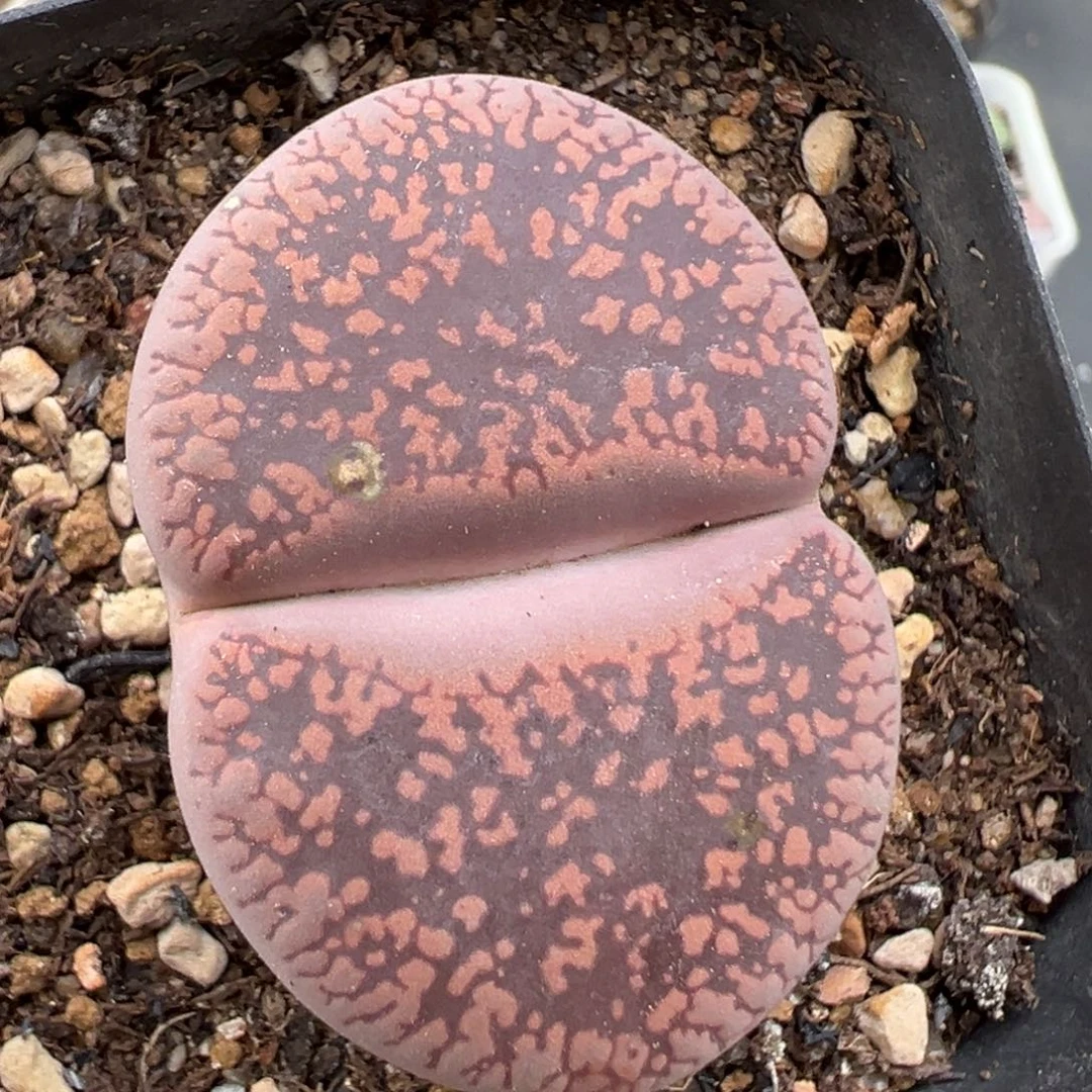 11.10好看的多肉脱土发货050