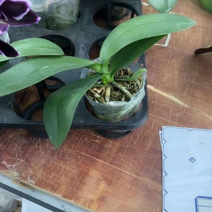 做****u蝴蝶兰LP773带花