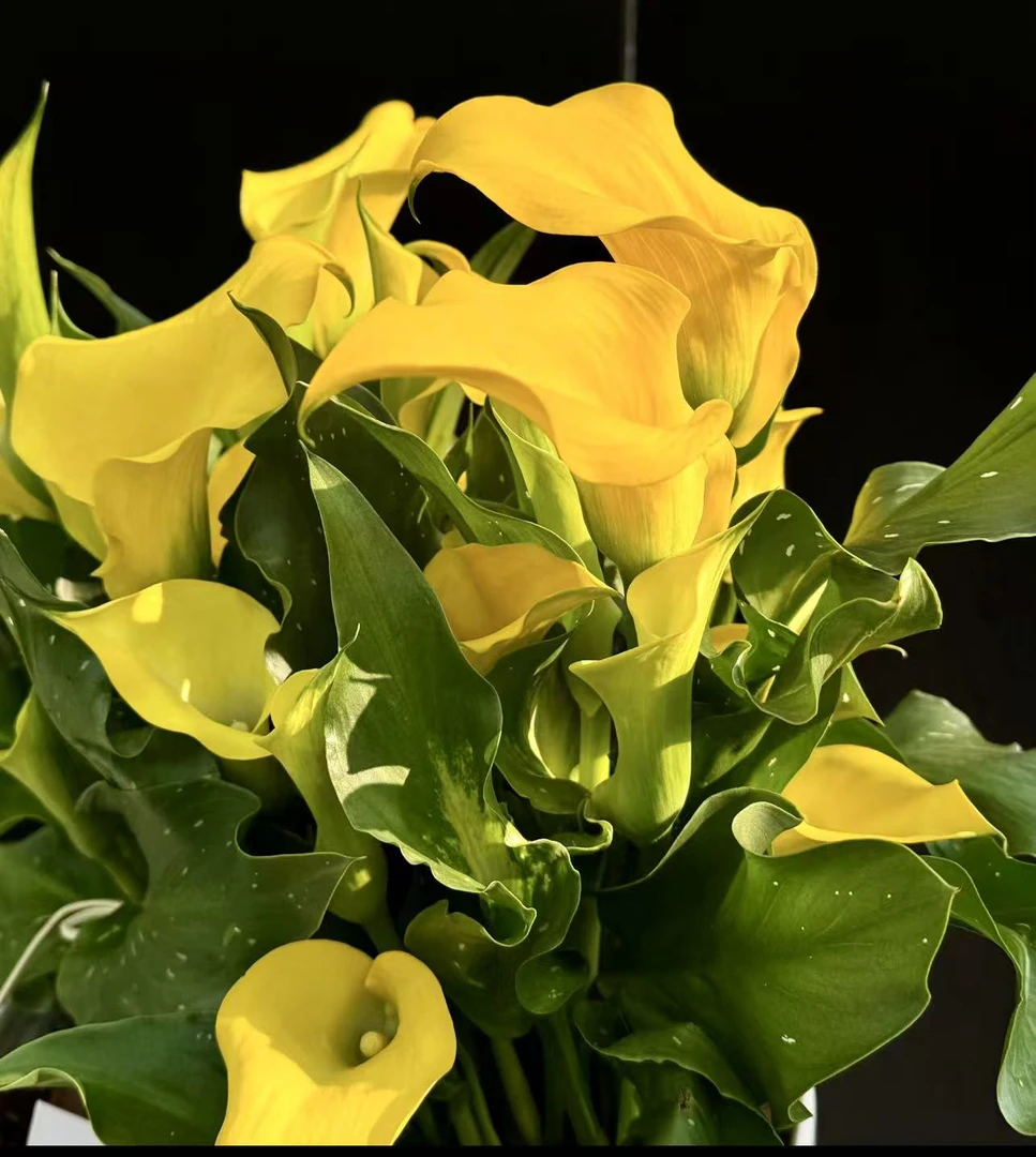 荷兰进口种苗马蹄莲【蒙特卡洛】黄色室内盆栽