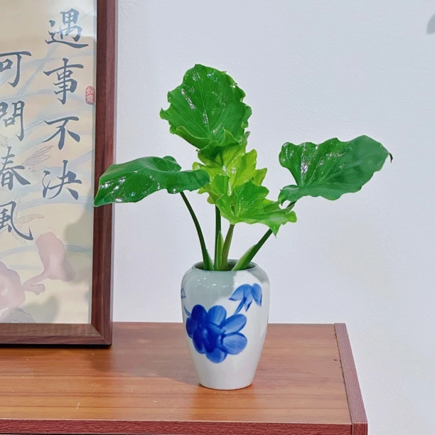 水培春羽青花瓷盆桌面盆景好养易活茶桌书桌办公桌绿植盆栽