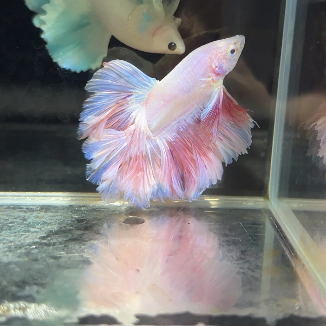 斗鱼13号高端上新：果冻粉绣球