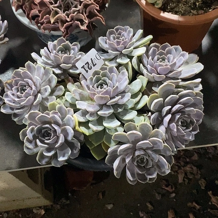 随***-721汉堡多肉植物多肉