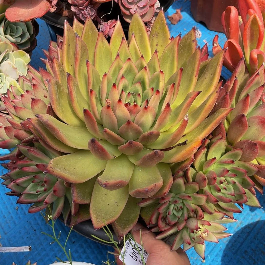 S**莉摩根8049多肉