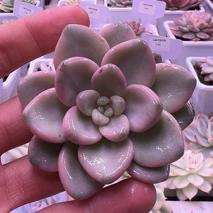 百百花瓣路锦多肉