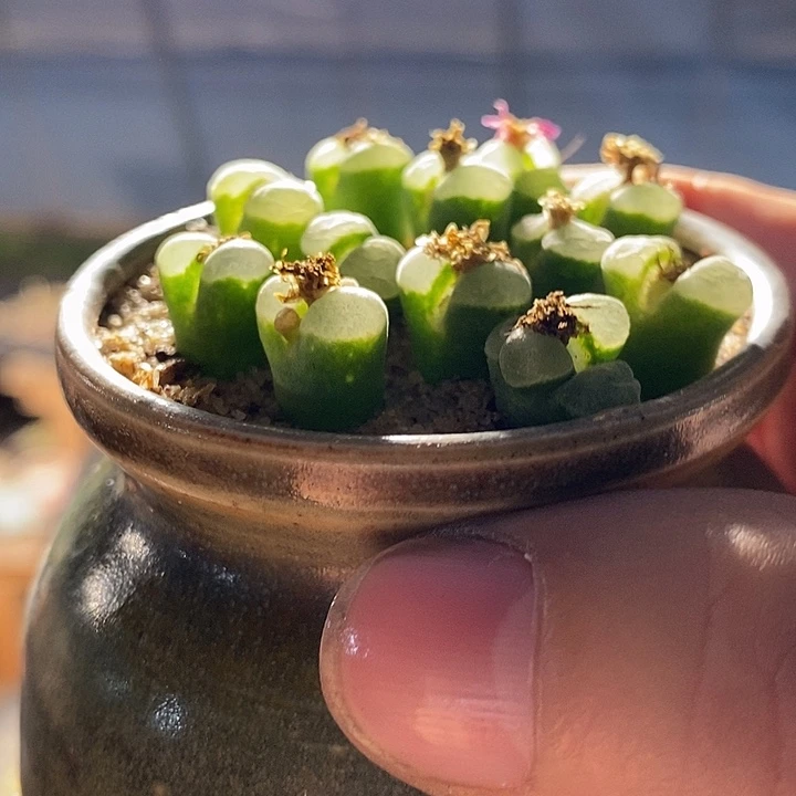 y400风铃一颗。