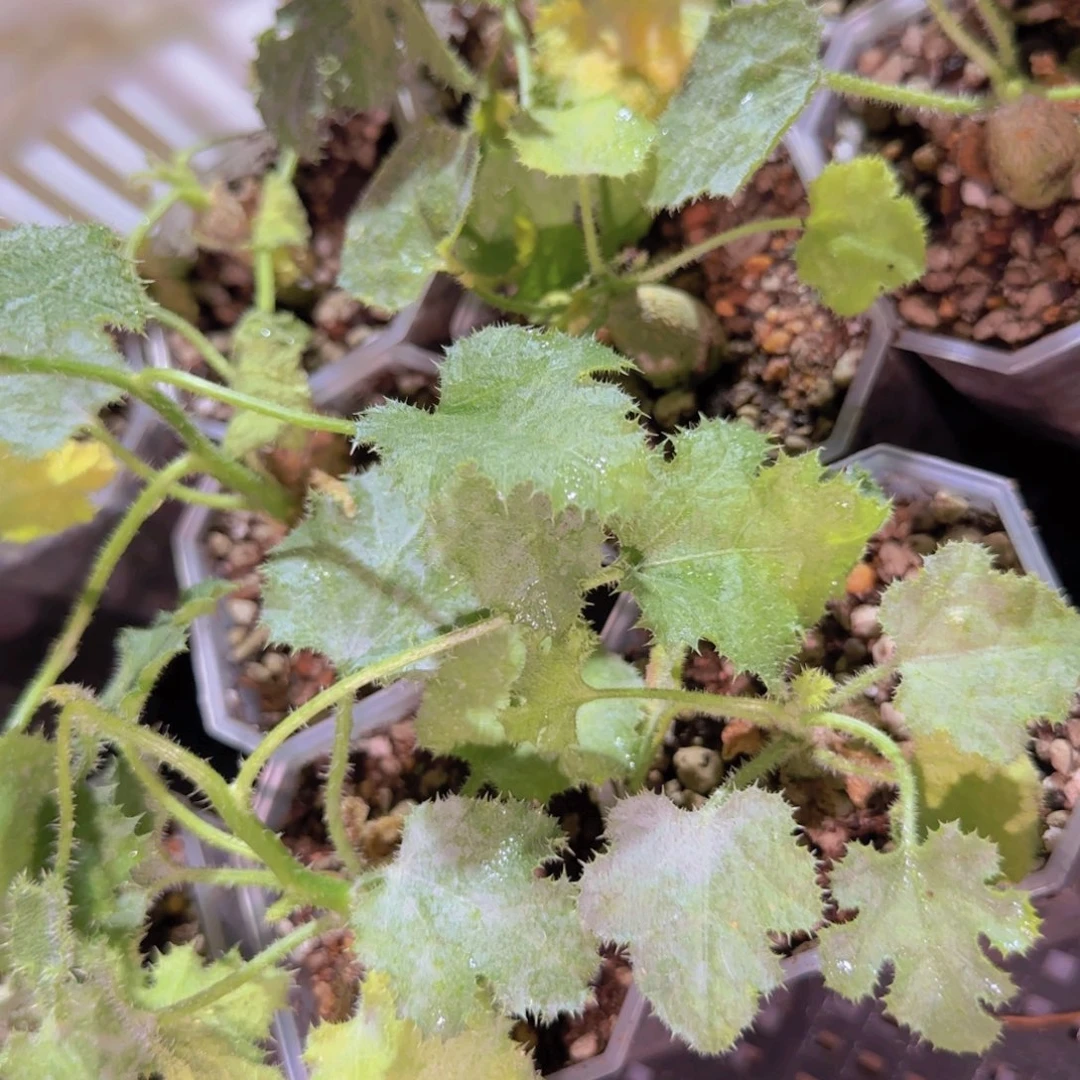 块根植物块根植物块根