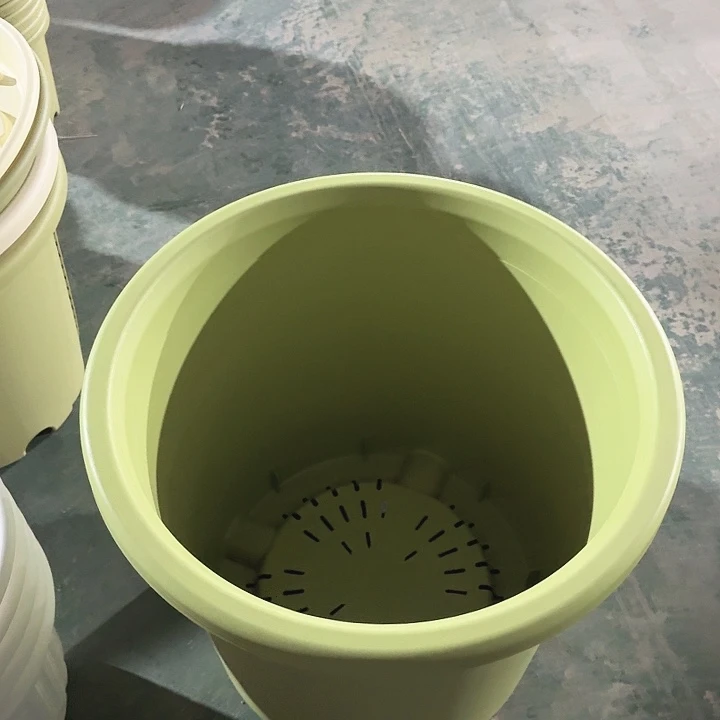四季12号果绿无托2个