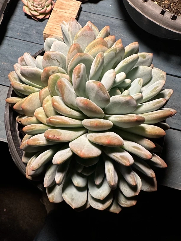 程成多肉植物奥普杂