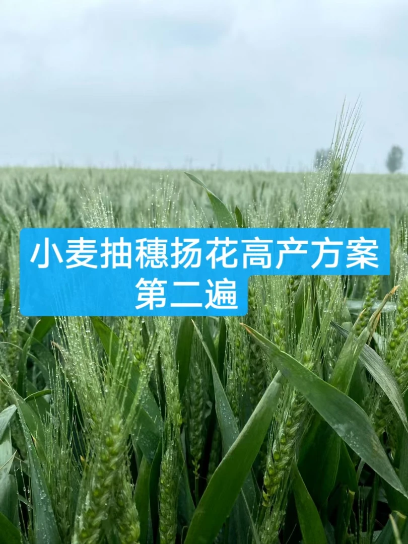 小麦年后营养高产组合方案(第二遍）