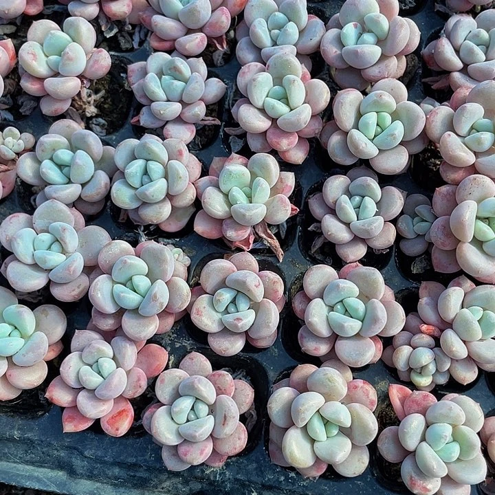 小花瓣路1元带土发