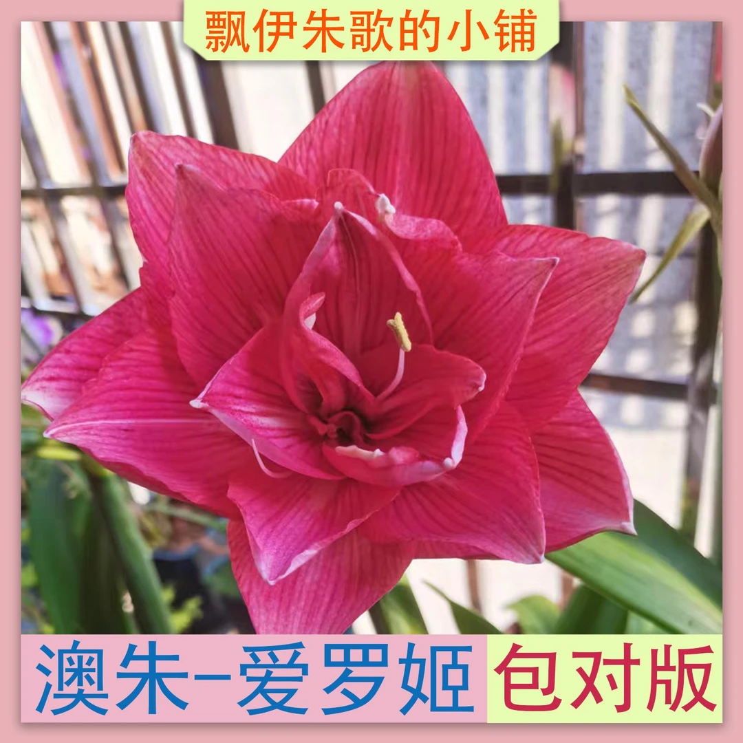 澳朱澳大利亚朱顶红爱罗姬（艾尔基）自然苗现货（非组切球苗）