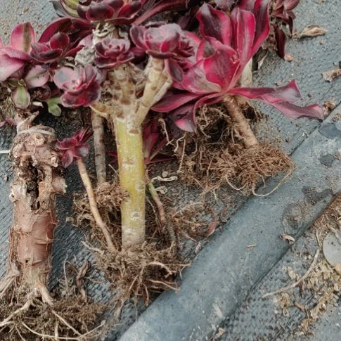 完全开放法师锦好好看好养