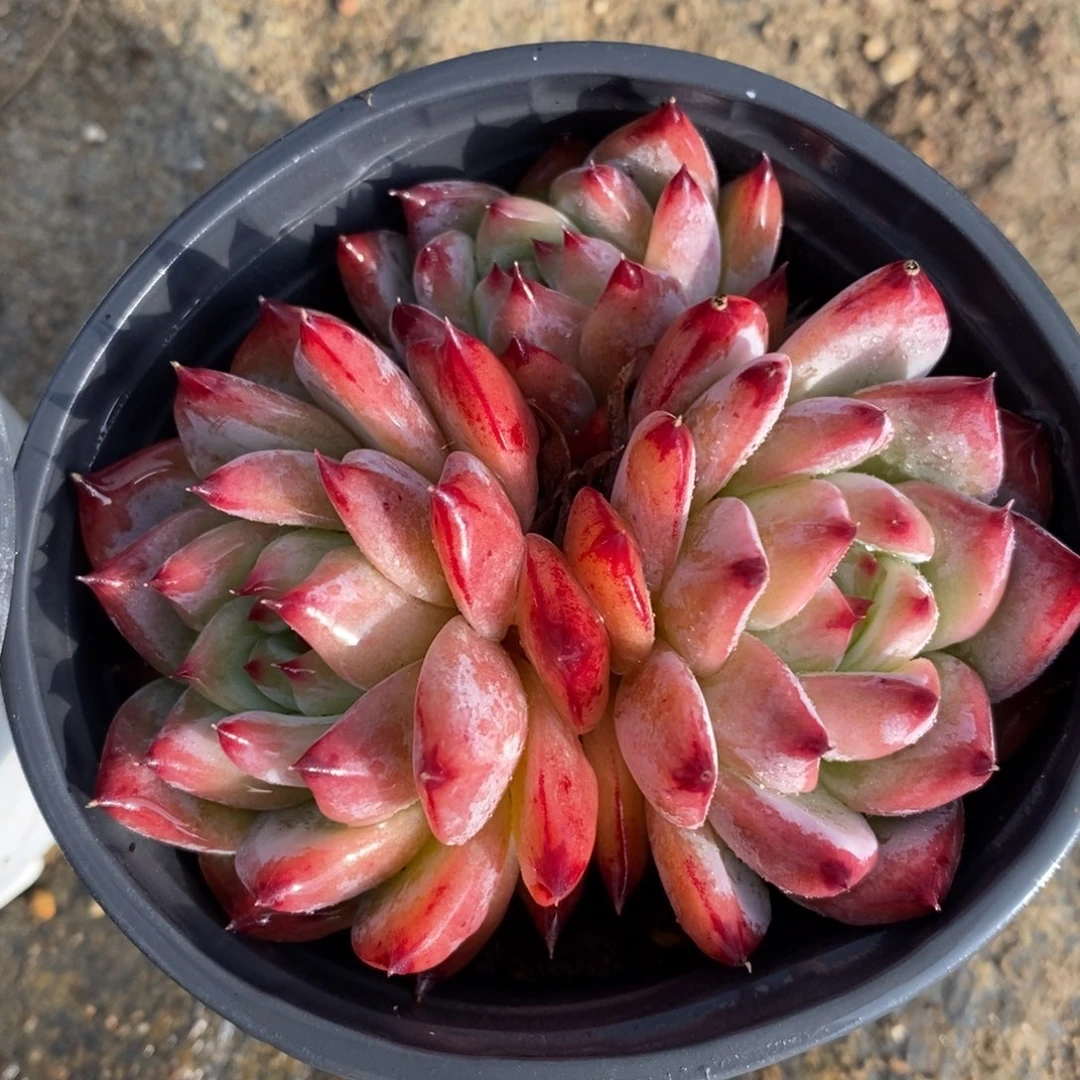 自助下单一物一拍多肉，下滑有惊喜