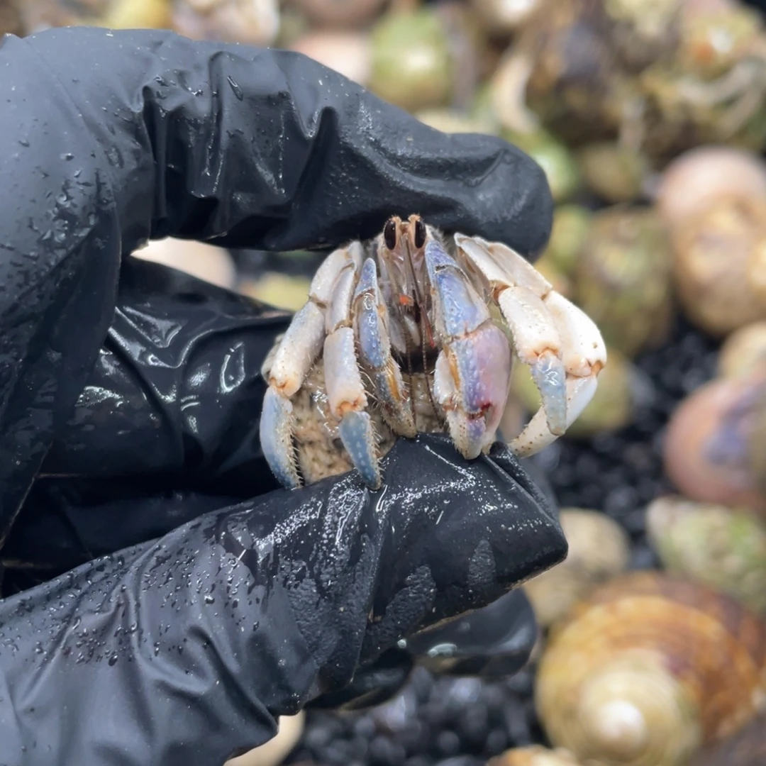 不退不换谢谢支持15