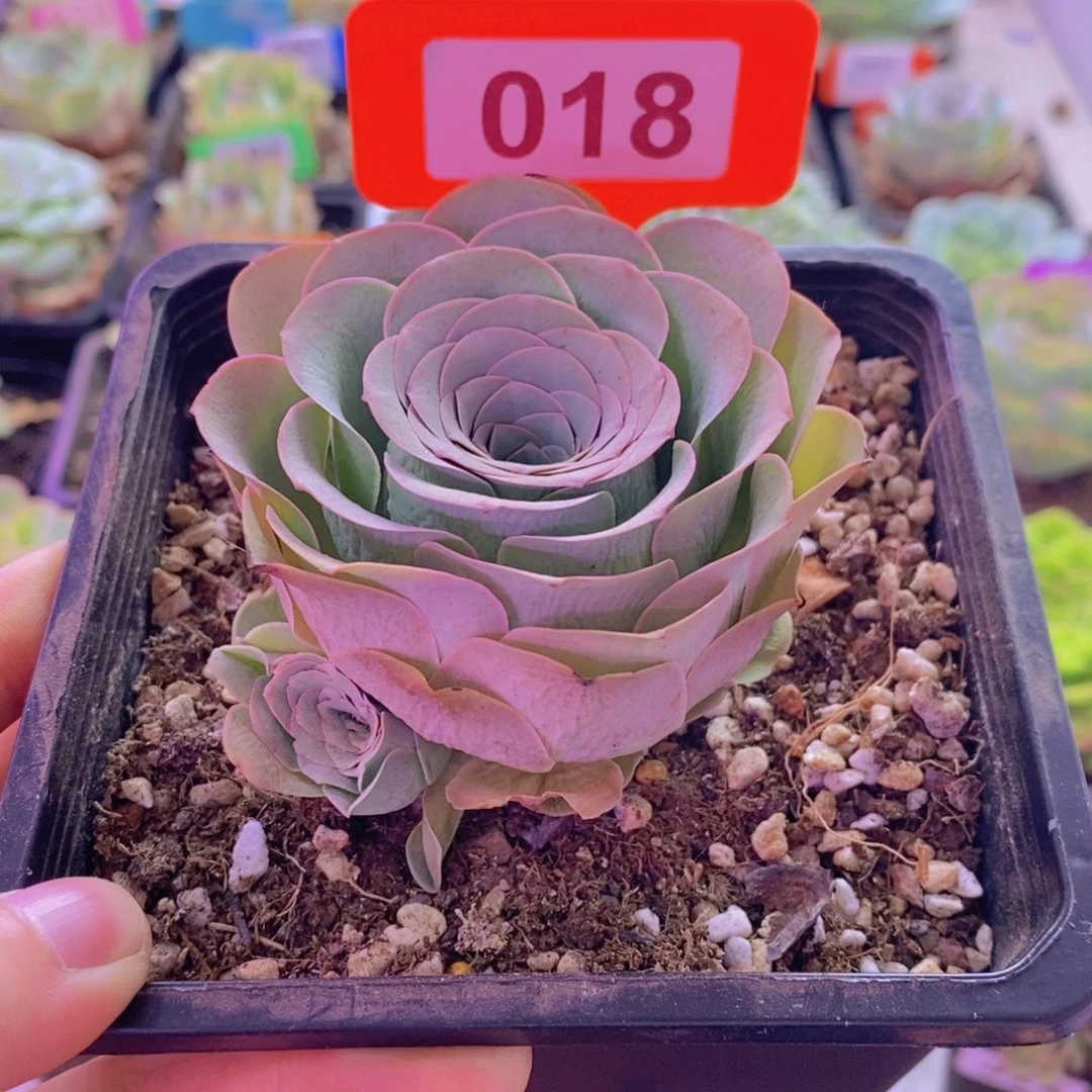 山地玫瑰一物一拍爱晚晴018